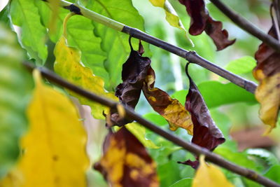 Close-up of insect on leaves