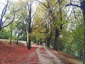 Narrow pathway along trees in park