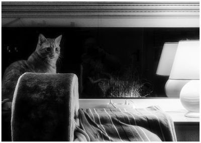 Cat looking away