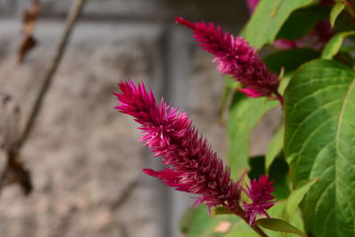 Close-up of pink thistle flowers growing outdoors