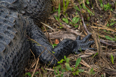 High angle view of lizard on land