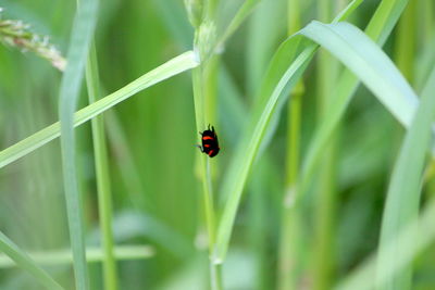 Close-up of ladybug on leaf