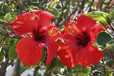 Close-up of red flower