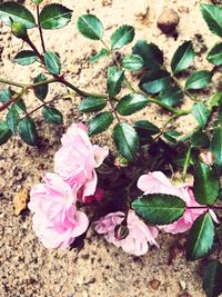 High angle view of pink roses on plant