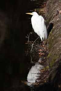 Bird perching on a lake