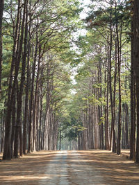 Walkway amidst trees in forest