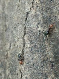 Close-up of insect