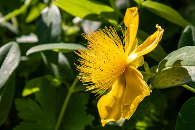 Close up of yellow flowering st-johns wort