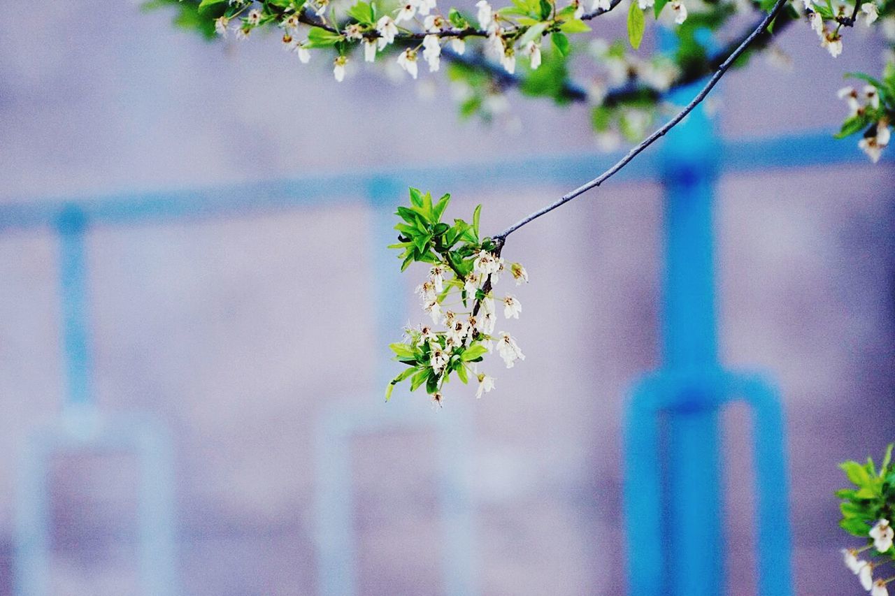 growth, plant, focus on foreground, leaf, close-up, flower, selective focus, nature, stem, potted plant, branch, green color, freshness, fragility, growing, building exterior, twig, built structure, ivy, tree