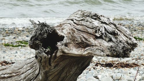 Close-up of lizard on rock at beach