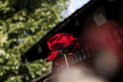 Close-up of red rose blooming outdoors