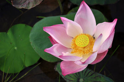 Close-up of pink lotus blooming outdoors