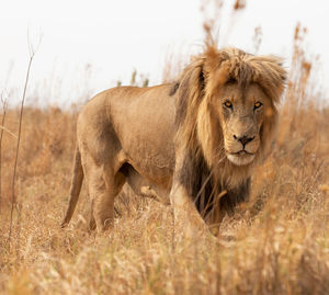 Lion in a field