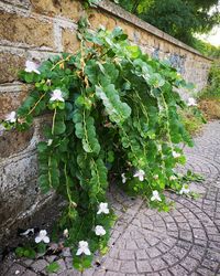 Plants growing by wall