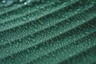 Full frame shot of raindrops on leaf