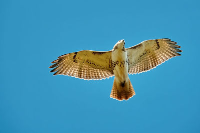 Low angle view of bird flying against clear blue sky