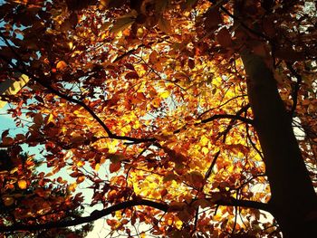 Low angle view of tree