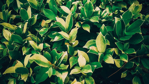 Full frame shot of fresh green leaves
