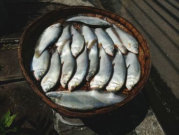 High angle view of fish