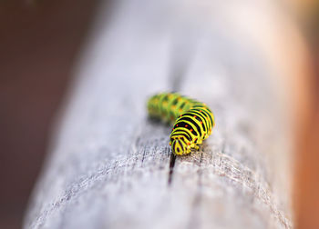 Close-up of insect on wood