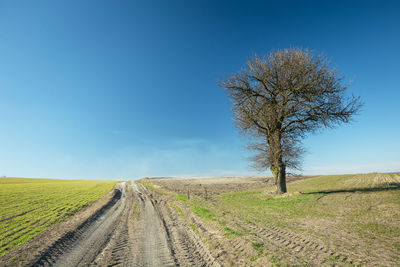 Bare tree on field against clear blue sky