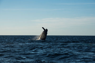 Whale swimming in sea against sky