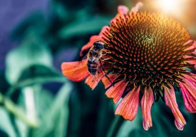 Close-up of bee on flower