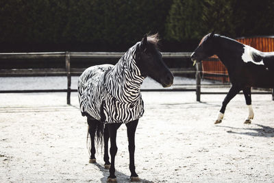 Horse standing on road