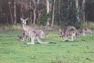 Kangaroos at forest