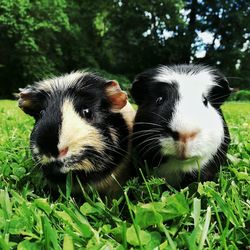 Close-up portrait of sheep on grass