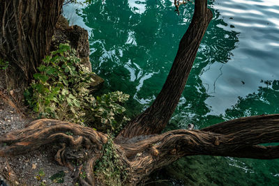 High angle view of fallen tree in lake