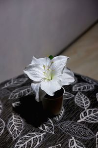 Close-up of white rose on table