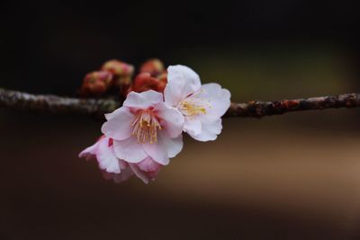 Close-up of cherry blossoms in spring