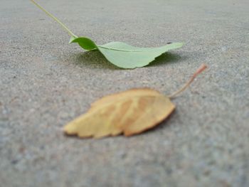 Close-up of fallen leaf
