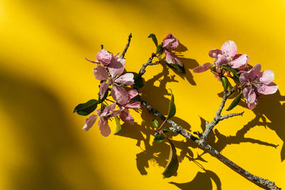 Close-up of yellow flowering plant