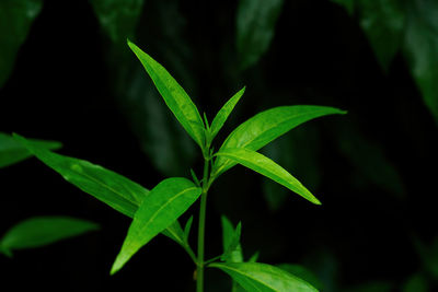 Close-up of green leaves on plant