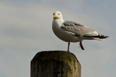 Low angle view of seagulls perching on railing