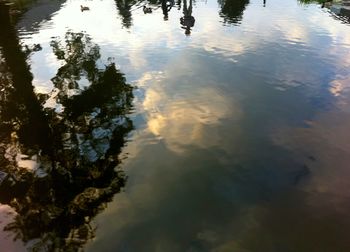 Reflection of trees in water