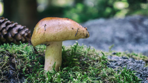 Close up of single wild mushroom in green forest