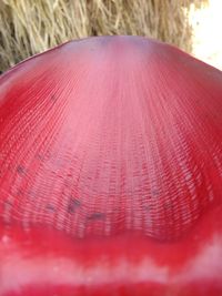 Close-up of pink leaf