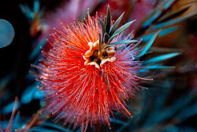 Close-up of red flowering plant