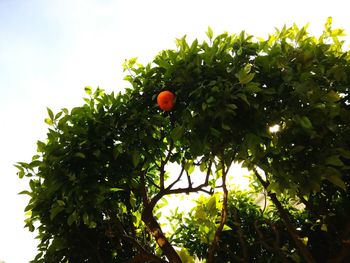 Low angle view of fruits on tree