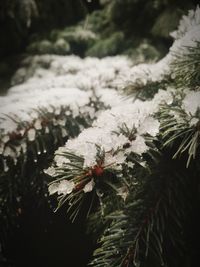 Close-up of insect on tree during winter