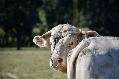 Close-up of a cow