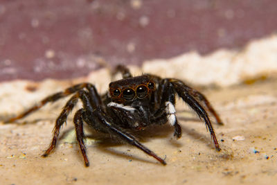 Close-up of jumping spider on field