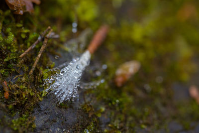 Close-up of frozen plant on land