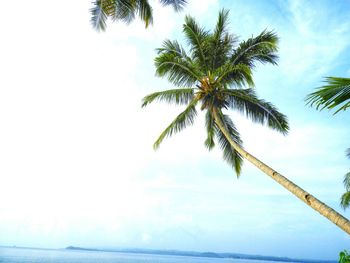 Low angle view of coconut palm tree against sky