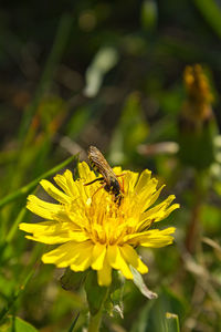 Close-up of bee pollinating on yellow flower