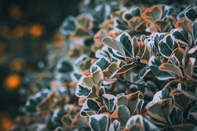 Close-up of succulent plant