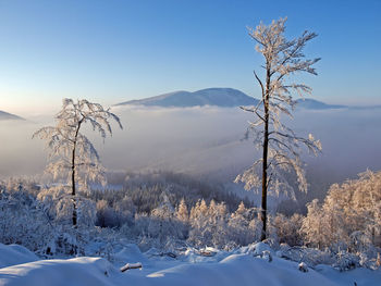 Bare trees on snow covered land against sky